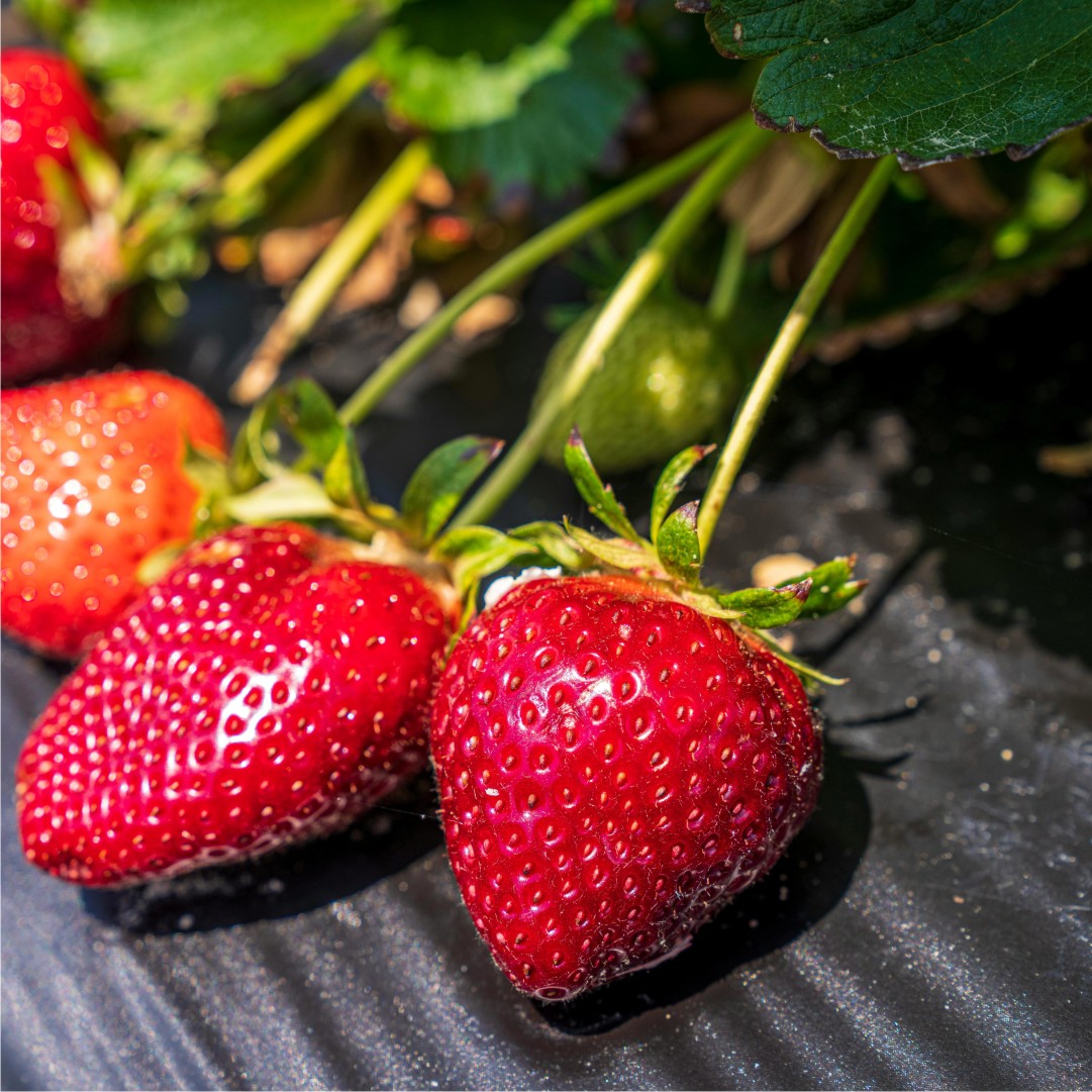 Strawberry Brilliance